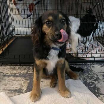 Cocker Spaniel Dogs Available for Adoption - Sully | PetCurious