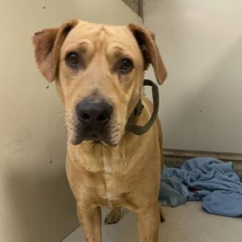 Max -  Yellow Labrador Retriever and Pit Bull Terrier Dog for Adoption in Westminster, California - Max | PetCurious