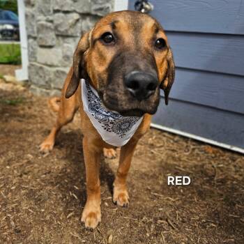 Mixed Breed Dogs Available for Adoption in Madisonville, Tennessee - Red | PetCurious