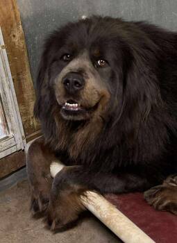 Rescue Tibetan Mastiff Dogs for Adoption in Severance, Colorado - Zara | PetCurious