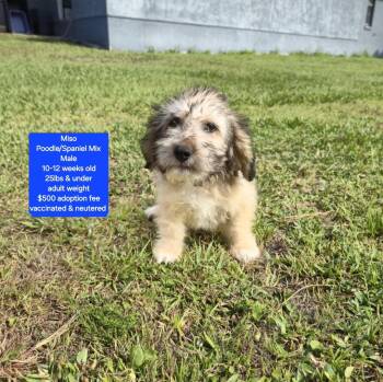 Miso -  Miniature Poodle and Spaniel Dog for Adoption in Oviedo, Florida - Miso | PetCurious