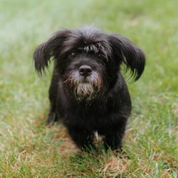 Coco Melon -  Tibetan Terrier Dog for Adoption in Northbrook, Illinois - Coco Melon | PetCurious