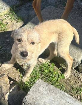 Border Terrier Dogs Available for Adoption - Gorda | PetCurious