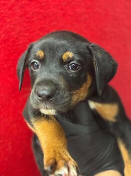 A255388 -  Mastiff and Mixed Breed Dog for Adoption in Visalia, California - A255388 | PetCurious