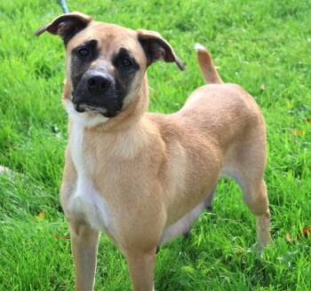 Rescue Shepherd and Mixed Breed Dogs for Adoption in Minneapolis, Minnesota - LeeLee | PetCurious