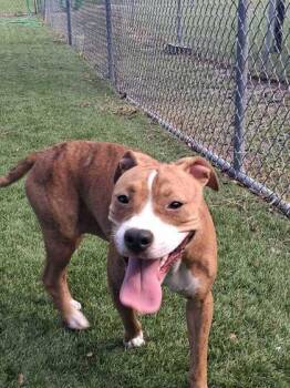 Tanya - 1 -  Pit Bull Terrier and Mixed Breed Dog for Adoption in Daytona Beach, Florida - Tanya - 1 | PetCurious