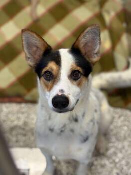 Australian Cattle Dog Blue Heeler Dogs Available for Adoption in Jackson, Michigan - Barnaby | PetCurious