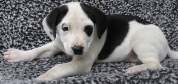 Annie -  Labrador Retriever and Pit Bull Terrier Dog for Adoption in Thief River Falls, Minnesota - Annie | PetCurious
