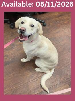 Labrador Retriever and Mixed Breed Dogs Available for Adoption in Greenville, Texas - Dog Kennel #36 Marley | PetCurious