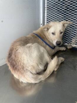 Rescue Shepherd Dogs for Adoption in Thousand Oaks, California - Reese -- LONGTIME RESIDENT!! | PetCurious