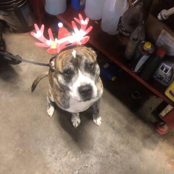 BUDDY -  Pit Bull Terrier Dog for Adoption in Chicopee, Massachusetts - BUDDY | PetCurious