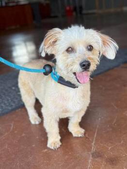 Chiquilin -  Shih Tzu and Mixed Breed Dog for Adoption in Visalia, California - Chiquilin | PetCurious