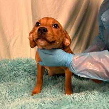 Mixed Breed Dogs Available for Adoption in Canal Winchester, Ohio - Sagebrush | PetCurious