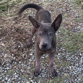Rivvy -  Mixed Breed Dog for Adoption in Frederiksted, St. Croix - Rivvy | PetCurious