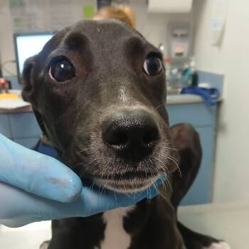 Rescue Mixed Breed Dogs for Adoption in Charleston, West Virginia - Dandy | PetCurious