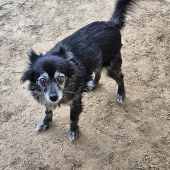 Rescue Papillon and Chihuahua Dogs for Adoption in Metairie, Louisiana - Scarlette | PetCurious