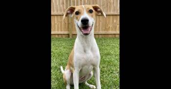Ava -  Labrador Retriever and Hound Dog for Adoption in Crown Point, Indiana - Ava | PetCurious