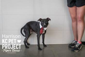 Harrison -  Pit Bull Terrier and Mixed Breed Dog for Adoption in Kansas City, Missouri - Harrison | PetCurious