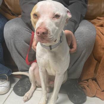 Pit Bull Terrier Dogs Available for Adoption - Saint Holyfield | PetCurious