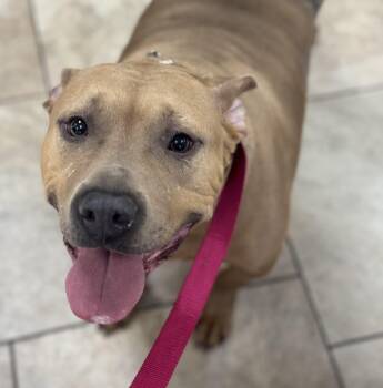 Rescue Pit Bull Terrier Dogs for Adoption in Burlington, New Jersey - Senior | PetCurious