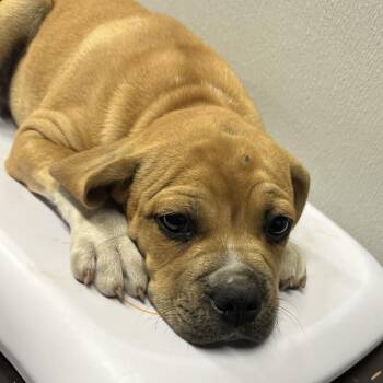 Boxer and Mixed Breed Dogs Available for Adoption in Tampa, Florida - Seymore | PetCurious