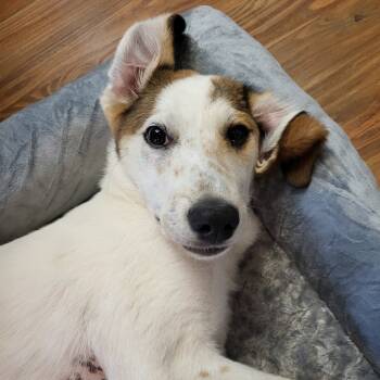 Rescue Mixed Breed Dogs for Adoption in Cincinnati, Ohio - Starr | PetCurious