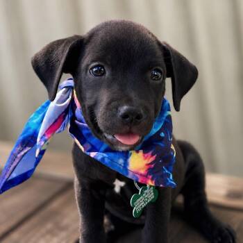 NSync -  Labrador Retriever and Mixed Breed Dog for Adoption in Boerne, Texas - NSync | PetCurious