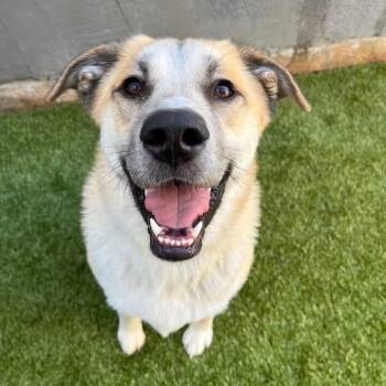 Bandit Timber Winter - Local Boy -  Husky Dog for Adoption in Andover, Massachusetts - Bandit Timber Winter - Local Boy | PetCurious