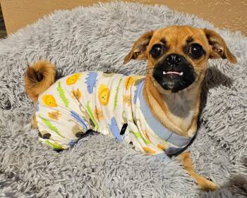 BONBON -  Chihuahua and Pug Dog for Adoption in Houston, Texas - BONBON | PetCurious