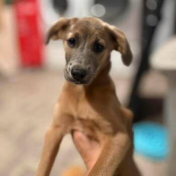 Terrier Dogs Available for Adoption in Harlingen, Texas - Ren  | PetCurious
