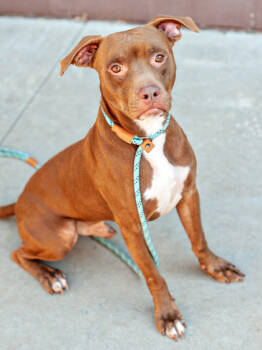 Rescue Mixed Breed Dogs for Adoption in Chamblee, Georgia - Mills - IN FOSTER | PetCurious