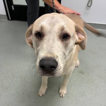 Cooper -  Yellow Labrador Retriever and Mixed Breed Dog Available for Adoption in Abilene, Texas - Cooper | PetCurious