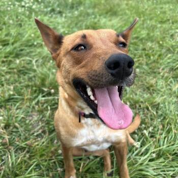 Velma -  German Shepherd Dog and Mixed Breed Dog for Adoption in San Diego, California - Velma | PetCurious