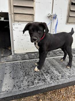 Black Labrador Retriever Dogs Available for Adoption in Edna, Texas - FOUND - Tux | PetCurious