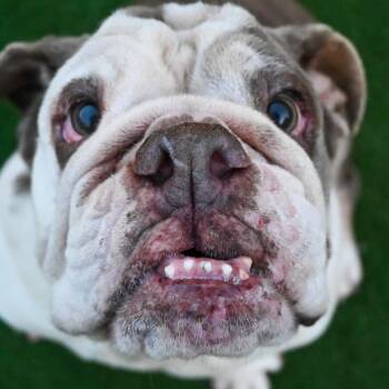 English Bulldog Dogs Available for Adoption - Lizzo | PetCurious
