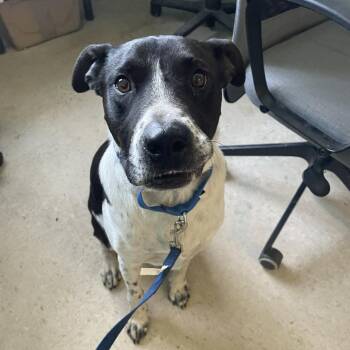 Border Collie Dogs Available for Adoption - Rocky | PetCurious