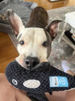 Pit Bull Terrier Dogs Available for Adoption in Methuen, Massachusetts - ANNIE | PetCurious