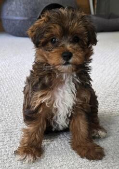 Captain -  Yorkshire Terrier and Maltese Dog for Adoption in Overland Park, Kansas - Captain | PetCurious