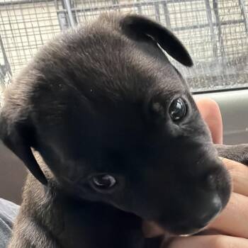 Bodhi -  Mixed Breed Dog for Adoption in Milton, Florida - Bodhi | PetCurious