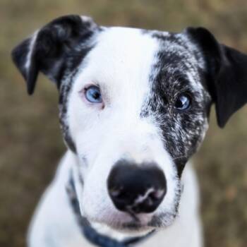 River -  Border Collie Dog for Adoption in Sheridan, Arkansas - River | PetCurious