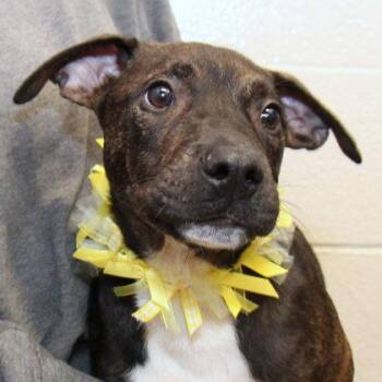 Gibbs -  Mixed Breed Dog for Adoption in Lansing, Michigan - Gibbs | PetCurious