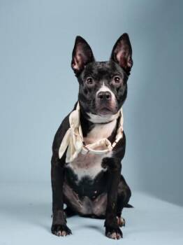 Magic -  Pit Bull Terrier and Mixed Breed Dog for Adoption in Atlanta, Georgia - Magic | PetCurious