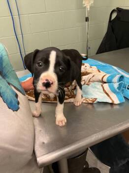 Mixed Breed Dogs Available for Adoption in Dyersburg, Tennessee - Harper | PetCurious