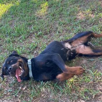 Peggy -  Rottweiler Dog for Adoption in Polk, Ohio - Peggy | PetCurious