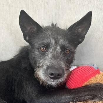 Faith -  Schnauzer and Mixed Breed Dog for Adoption in Carmel Hamlet, New York - Faith | PetCurious
