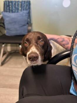 German Shorthaired Pointer Dogs Available for Adoption in Muskegon, Michigan - Groot | PetCurious