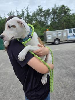Mixed Breed Dogs Available for Adoption in Rockport, Texas - Salvia | PetCurious