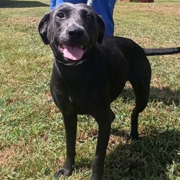 Rescue Weimaraner Dogs for Adoption in Carmel Hamlet, New York - Gracie | PetCurious