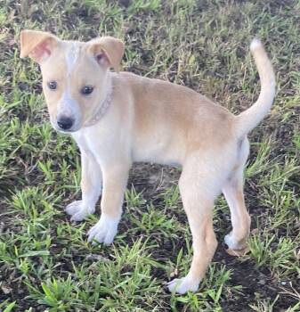Lacey -  Yellow Labrador Retriever and Terrier Dog for Adoption in Glocester, Rhode Island - Lacey | PetCurious