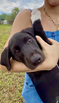 Oreo - Loving, Smart, Cuddly, Puppy, vaccinated - LOW FEE -  Labrador Retriever and Mountain Cur Dog for Adoption in Isabela, Isabela - Oreo - Loving, Smart, Cuddly, Puppy, Vaccinated - LOW FEE | PetCurious